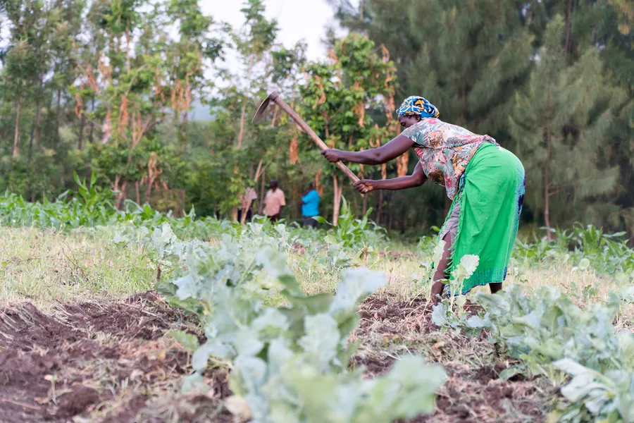 Woman ploughs field